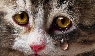猫咪为什么会流泪 猫为什么流眼泪